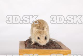Mouse-Mus musculus 0006